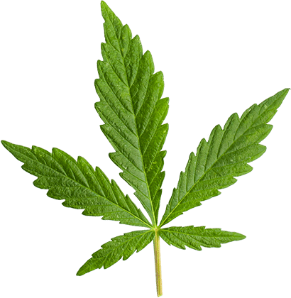 https://holiherb.in/wp-content/uploads/2018/12/marijuana_leaf_large.png